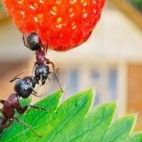 Problem svih vrtova su mravi: kako ih jednom zauvijek izbaciti